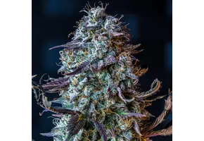 Mephisto Genetics Mephisto’s Wedding