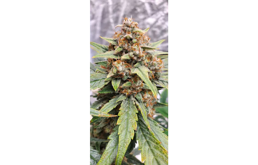 Mephisto Genetics Strawbba the Hutt