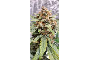 Mephisto Genetics Strawbba the Hutt