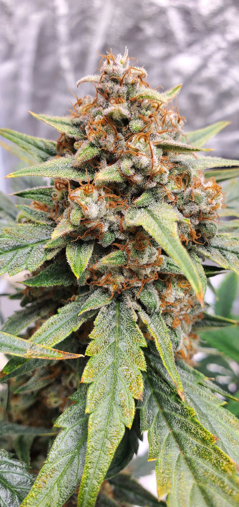 Mephisto Genetics Strawbba the Hutt