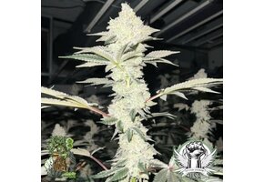In-House Genetics Double Delight