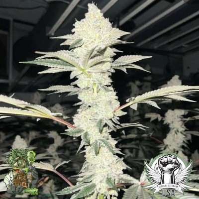 In-House Genetics Double Delight