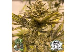 In-House Genetics Biofrost