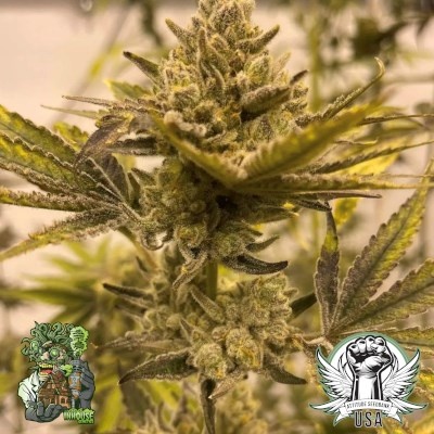 In-House Genetics Biofrost