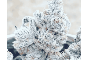 In-House Genetics Jelly Breath 3pk