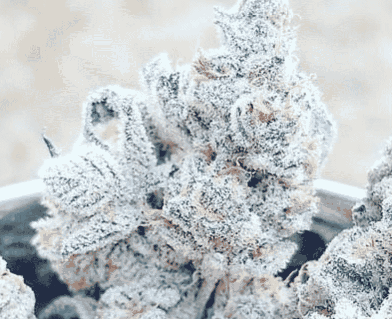 In-House Genetics Jelly Breath 3pk