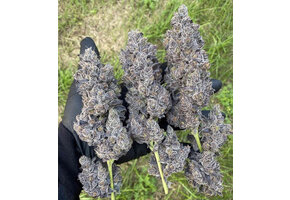 In-House Genetics Bananacane