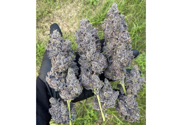 In-House Genetics Bananacane