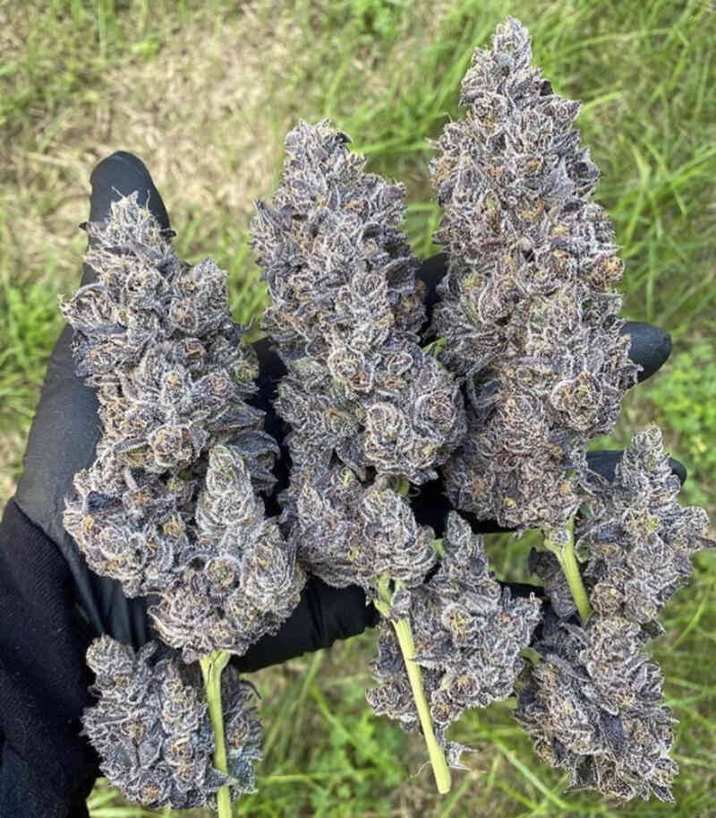 In-House Genetics Bananacane