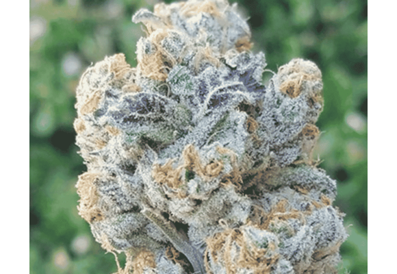 In-House Genetics Slurricane 3pk