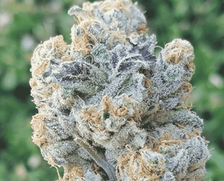 In-House Genetics Slurricane 3pk