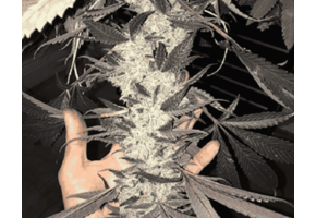 In-House Genetics Dolato 3pk