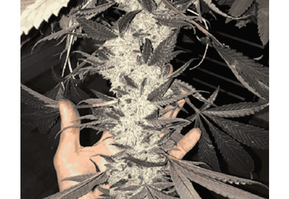 In-House Genetics Dolato 3pk