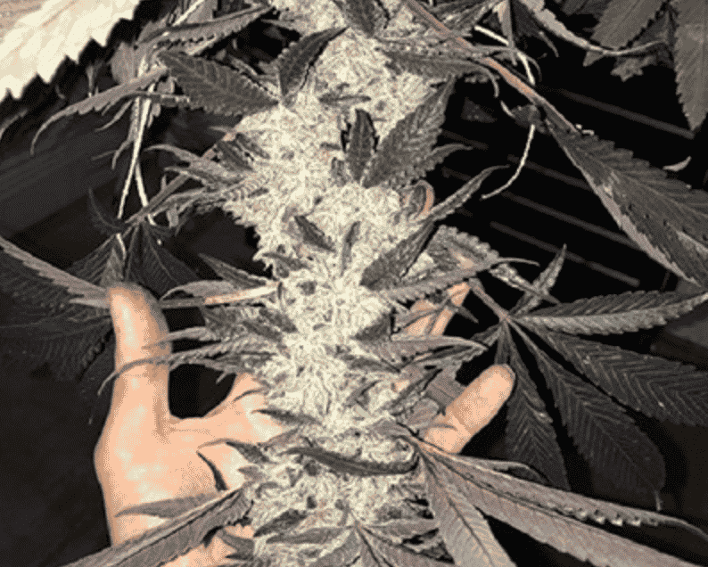 In-House Genetics Dolato 3pk