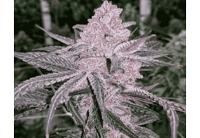 In-House Genetics Jellysickle