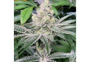 In-House Genetics Ice Cream Candy