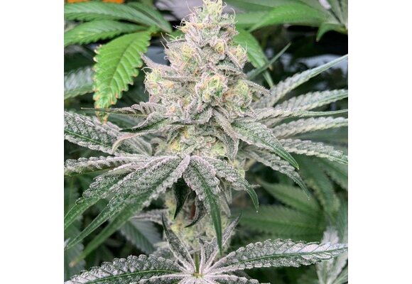 In-House Genetics Ice Cream Candy