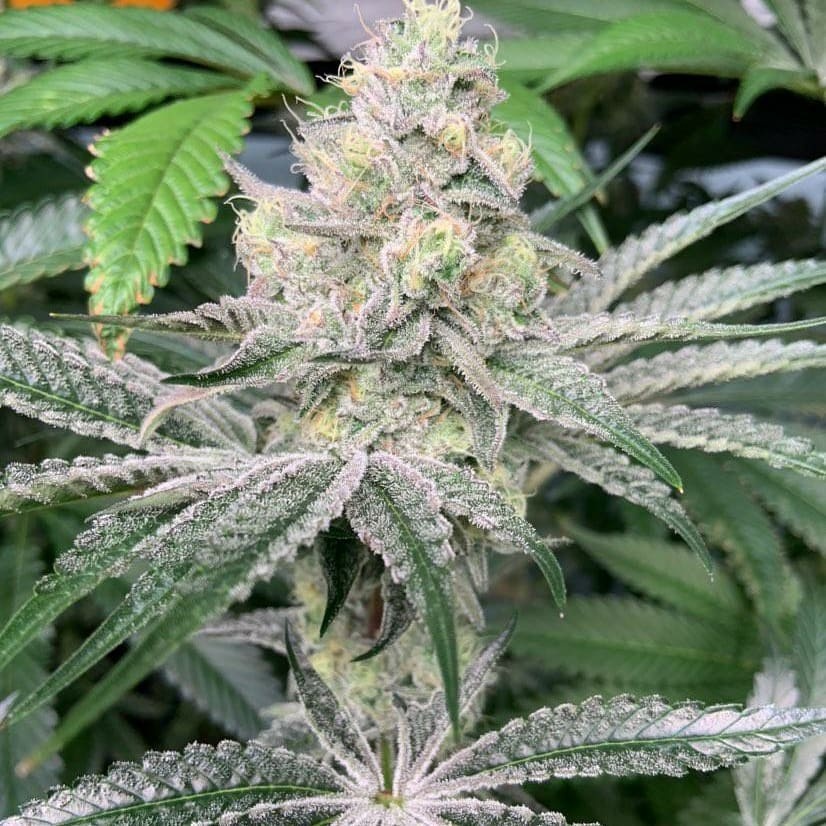 In-House Genetics Ice Cream Candy