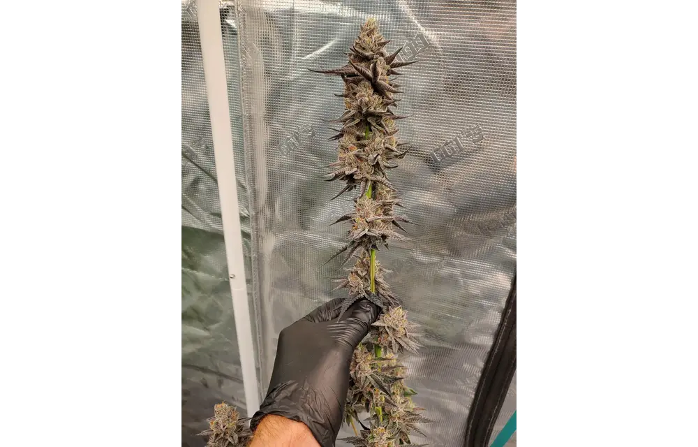 In-House Genetics Slurry and 7 x Platinum Kush Breath
