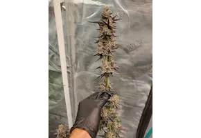 In-House Genetics Slurry and 7 x Platinum Kush Breath