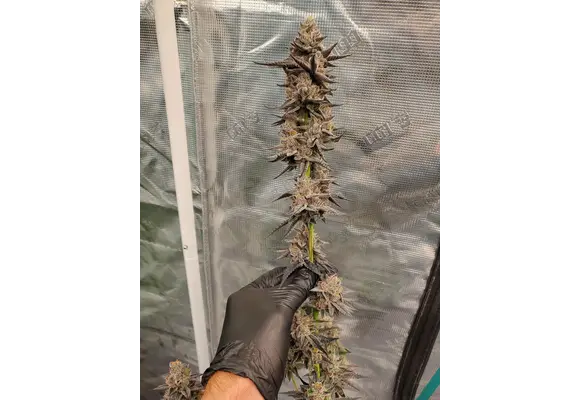 In-House Genetics Slurry and 7 x Platinum Kush Breath