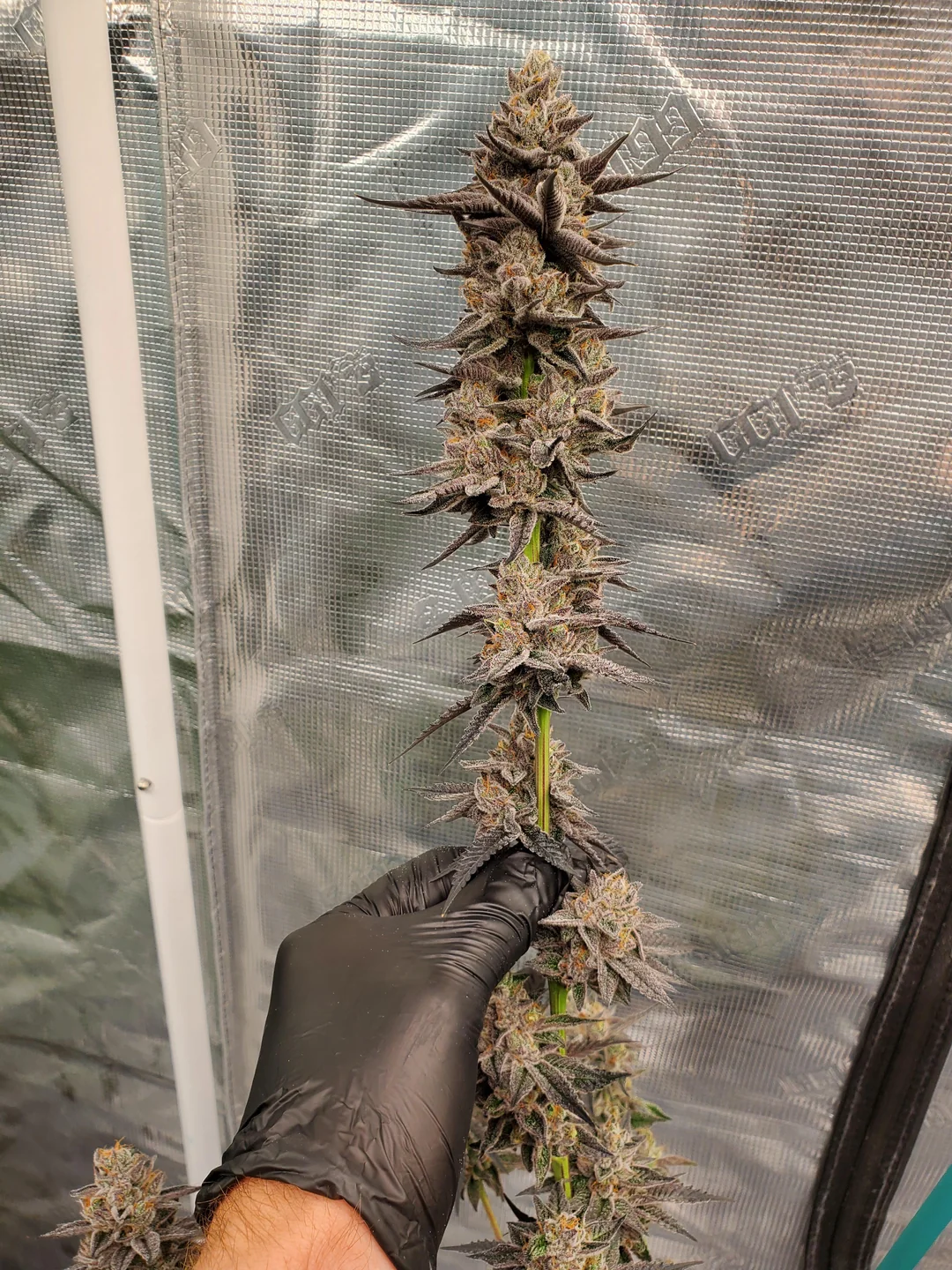In-House Genetics Slurry and 7 x Platinum Kush Breath