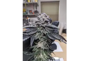 In-House Genetics Mac Stomper x Platinum Kush Breath