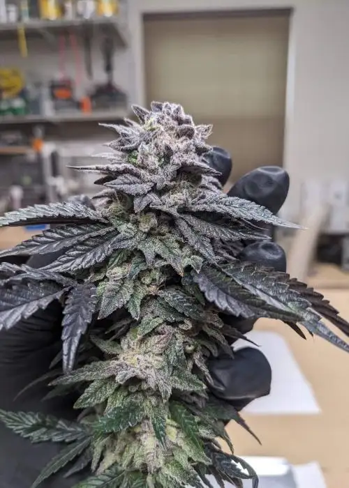 In-House Genetics Mac Stomper x Platinum Kush Breath