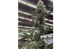 In-House Genetics Tahoe Snow