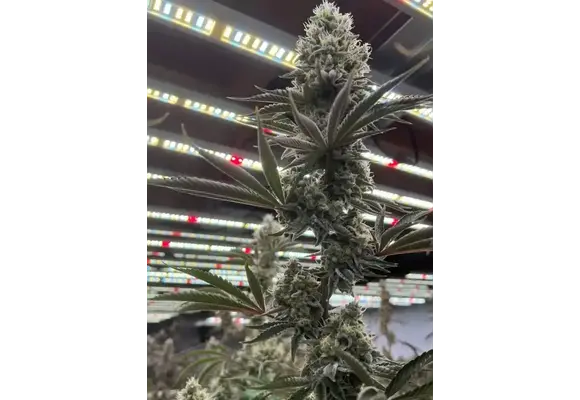 In-House Genetics Tahoe Snow