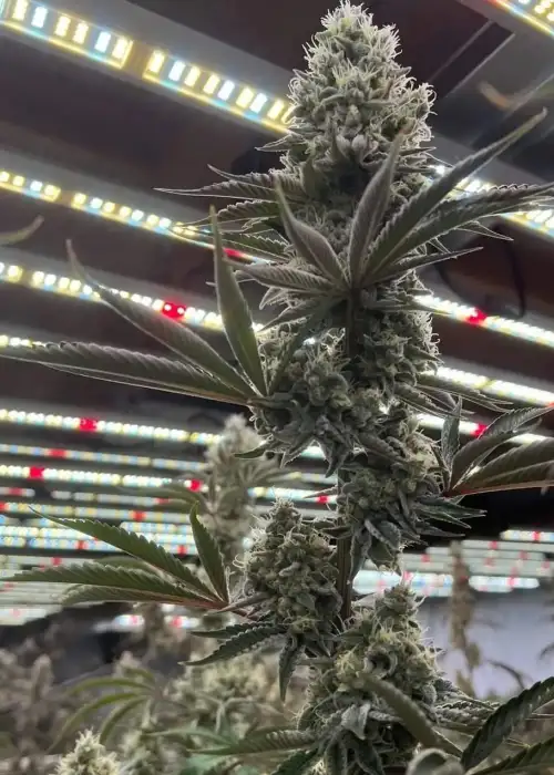 In-House Genetics Tahoe Snow
