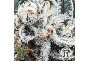 In-House Genetics Platinum Yoda