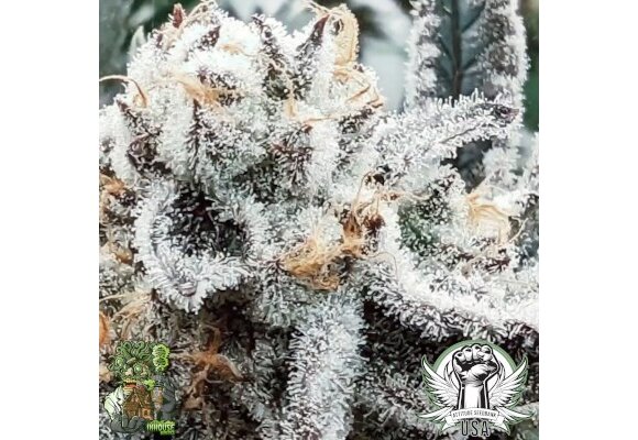 In-House Genetics Platinum Yoda