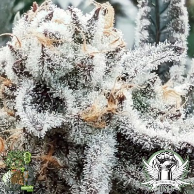 In-House Genetics Platinum Yoda