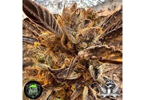 In-House Genetics Honeysuckle