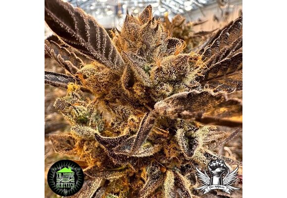 In-House Genetics Honeysuckle