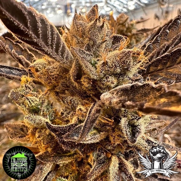 In-House Genetics Honeysuckle