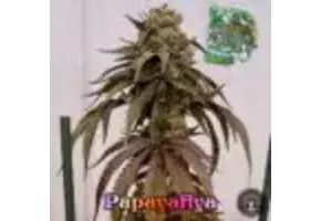 In-House Genetics Papafiya