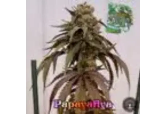 In-House Genetics Papafiya