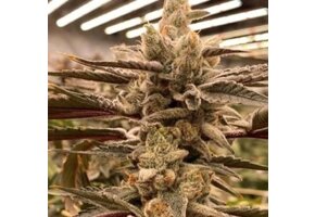 In-House Genetics King Kush Breath