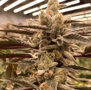 In-House Genetics King Kush Breath