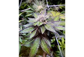 In-House Genetics Garlic Fusion 3pk