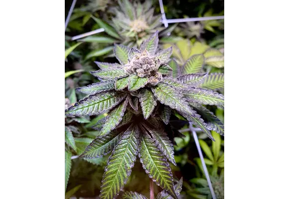 In-House Genetics Garlic Fusion 3pk