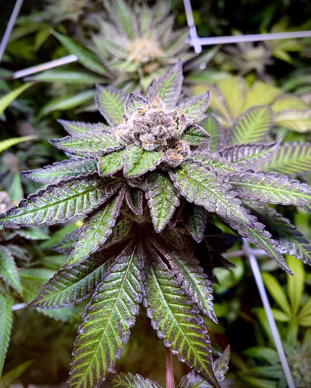 In-House Genetics Garlic Fusion 3pk