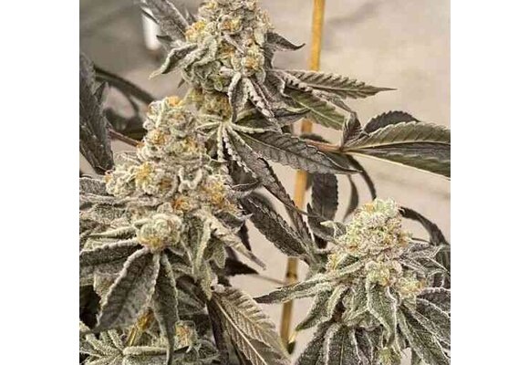 In-House Genetics Garlic Sherb S1