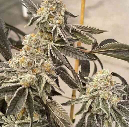 In-House Genetics Garlic Sherb S1