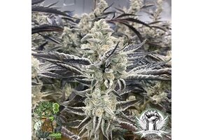 In-House Genetics Platinum Kush Breath Remix 3pk