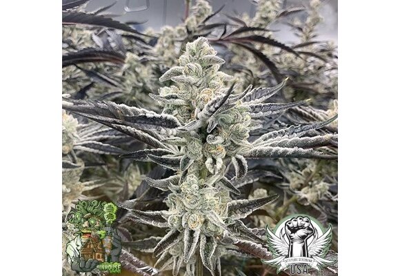 In-House Genetics Platinum Kush Breath Remix 3pk