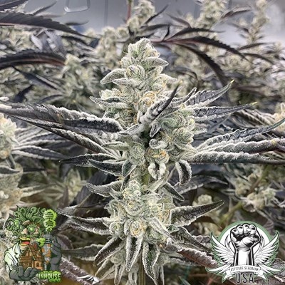 In-House Genetics Platinum Kush Breath Remix 3pk