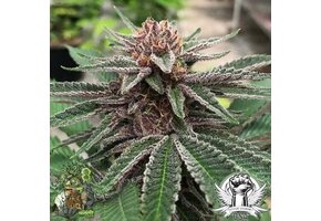 In-House Genetics Forbidden Jelly 3pk